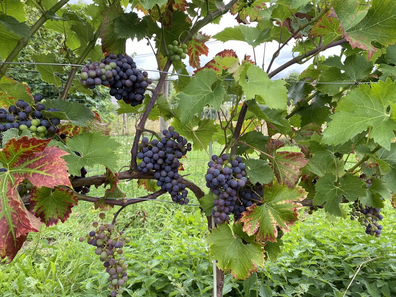 Cabernet Cortis au domaine