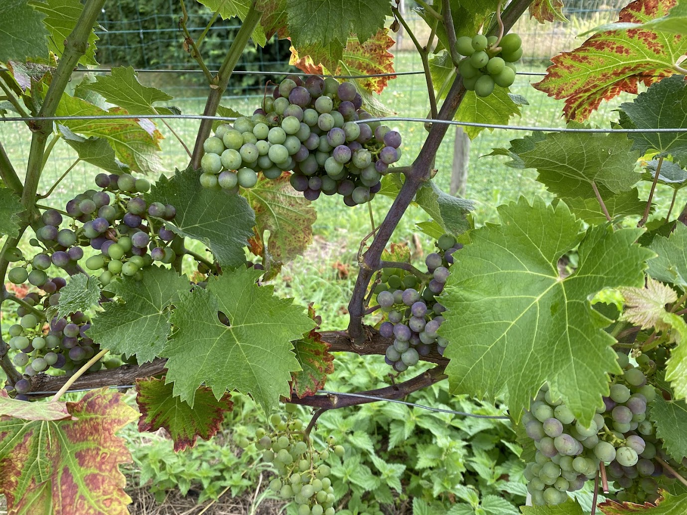 Les vignes du domaine
