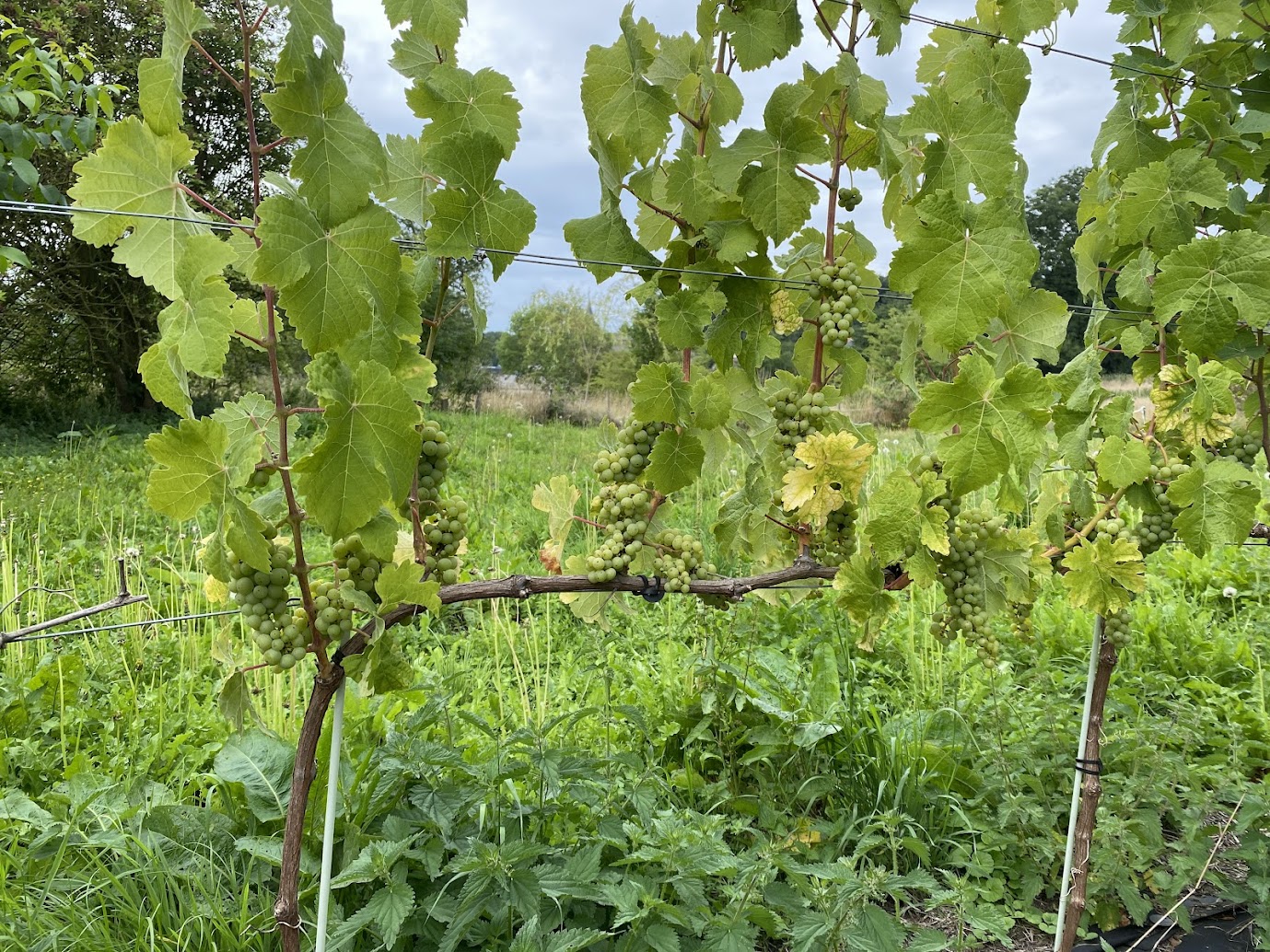 Vue des vignes