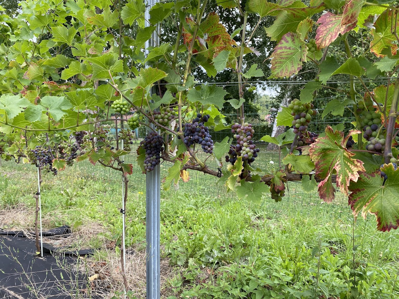 Vignes de Cabernet Cortis