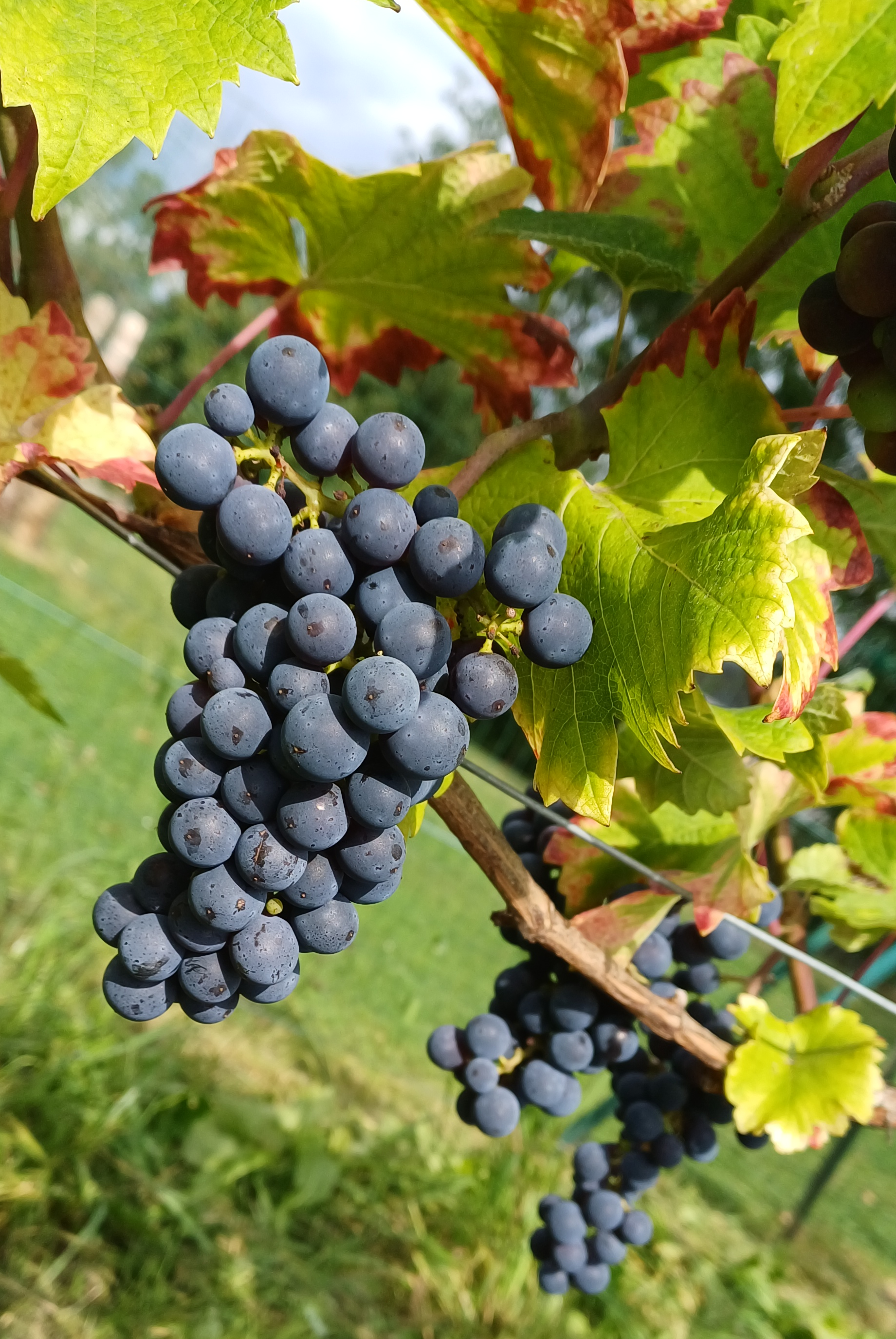 Grappe de Cabernet Cortis