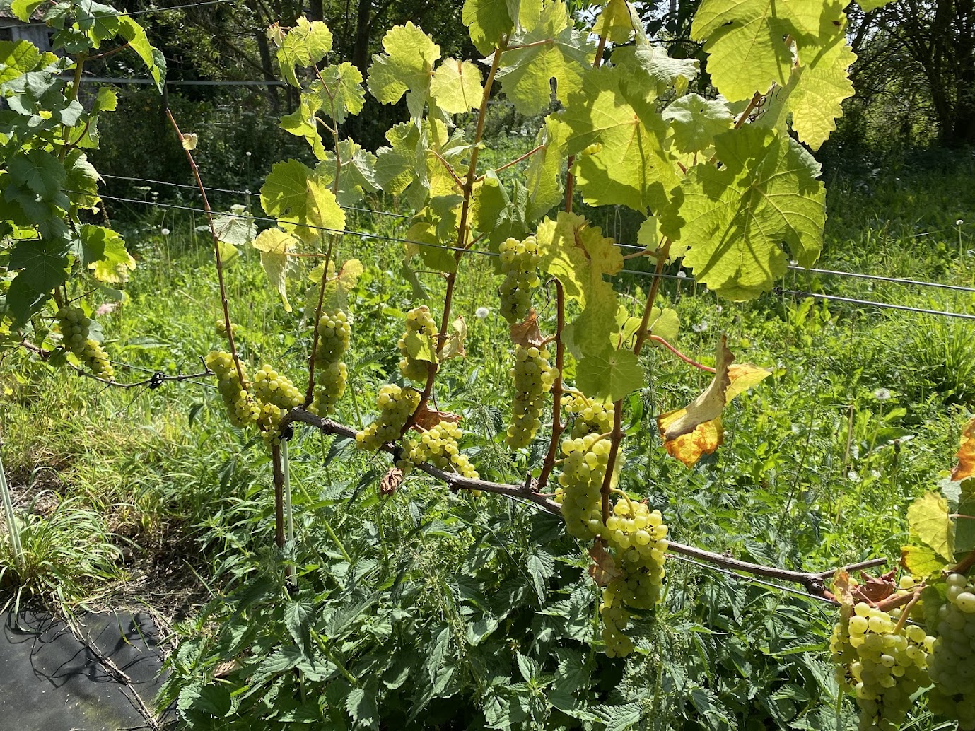 Grappe de Johanniter