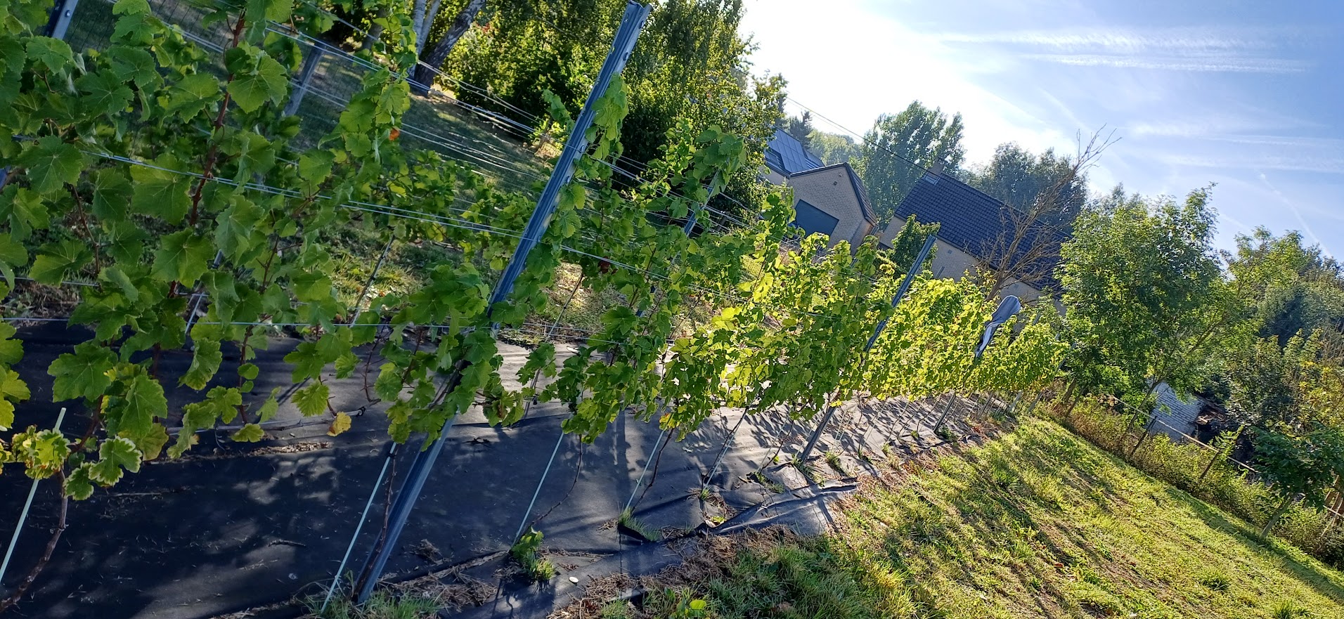 Les vignes du Domaine Putzeys